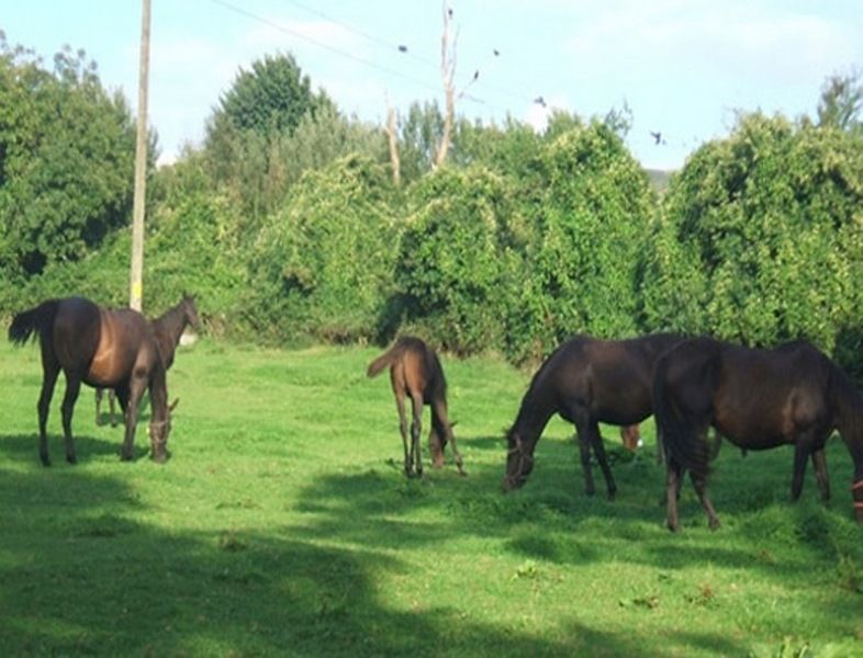 Bed and Breakfast Cloncarlin House Monasterevin Zewnętrze zdjęcie